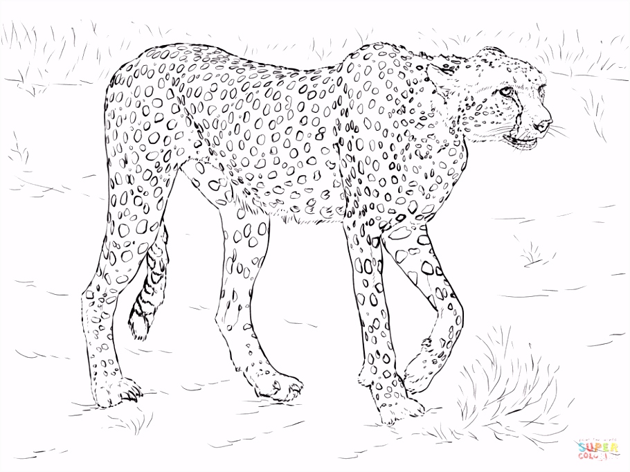 Kleurplaten African Safari 3d 44 Best Free Printable Realistic Animal Coloring Pages N7bu47ieg3 B6oihubyt2
