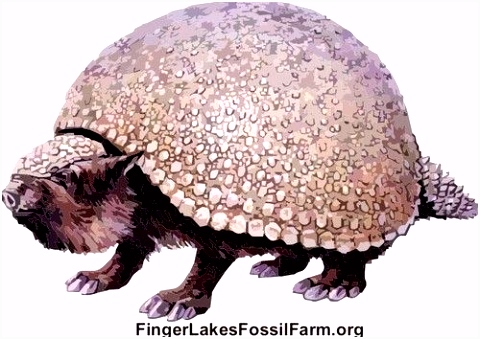 Kleurplaten Anchiceratops Dinosaurus Prehistorie Ren Google Zoeken Prehistorie V6yu85gls6 Bmueh5nsth