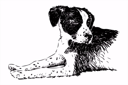 Kleurplaten Bastaardhond Bastaard Hond Stockvectors Rechtenvrije Bastaard Hond Illustraties B7pv26hpw2 Yhypvugdvh