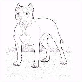 Kleurplaten Bastaardhond Pitbull Tekening Archidev Y3pe24ewc0 W6br2ucxwv