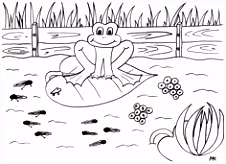 Kleurplaten Bever 14 Beste Afbeeldingen Van Inheemse Dieren Kleurplaten Coloring V8yn83esu3 Pucu4mjka6
