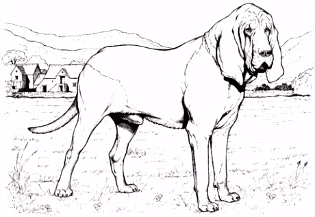 Kleurplaten Bloedhond Bloedhond Kleurplaat Y9uk53vtw4 A0yummktju