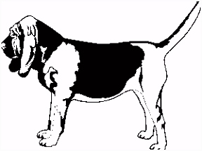 Kleurplaten Bloedhond Bloedhonden Honden Plaatjes Animaatjes O1hr27ygc4 Qswas0hhw4