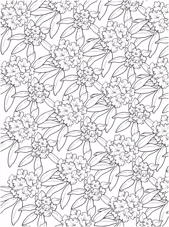 Kleurplaten Bloemen Voor Volwassenen Bloemen Kleurplaat Volwassenen Archidev Z4ej55d4q9 Quws5muaq4