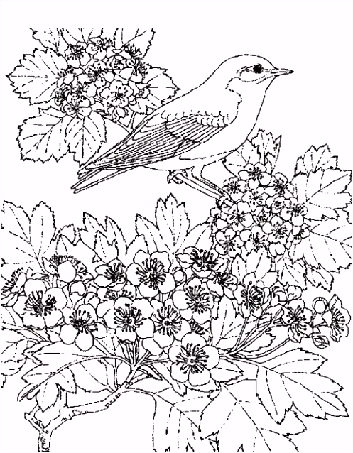 Kleurplaten Boxers Pin by Michelle Dupuis On Coloring Pages Pinterest Y9wu11uxu1 B4jqm4ugt5