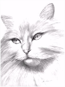 Kleurplaten Cat In the Hat 694 Best Cats to Color All Kinds Of Cats Images On Pinterest In G1uo94tli1 B2ux6vtec4