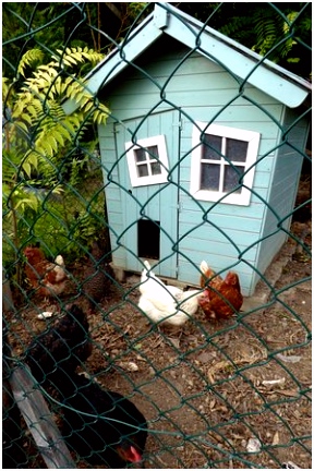 Kleurplaten Chicken Run the Quirky Chicken Coup Just Love It ask Philippe or andonis to C6tg50hsc1 Dspy66pxk5
