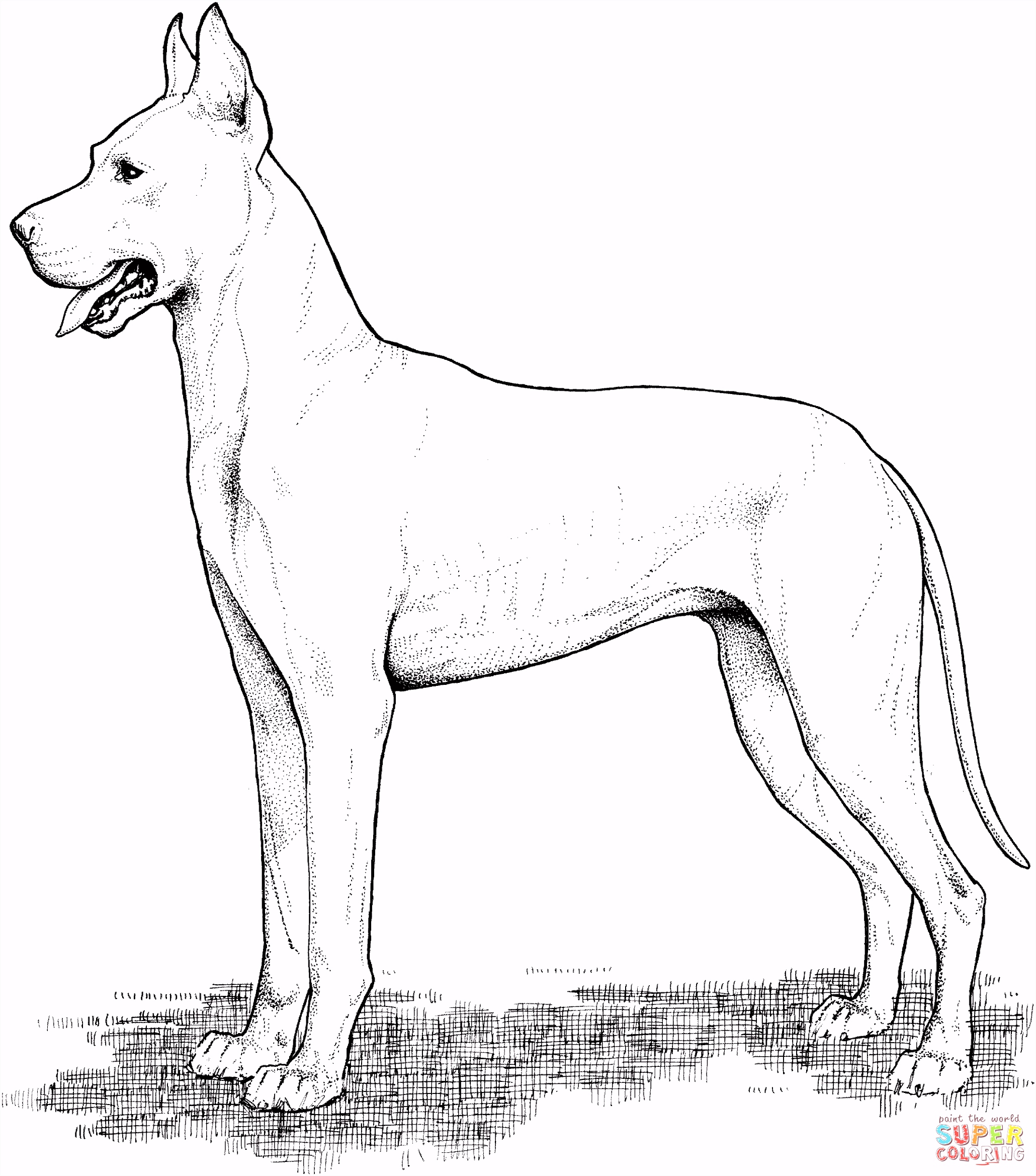 Kleurplaten Deense Dog Deense Dog Kleurplaat I6oj57wnn4 D5ki4seamu