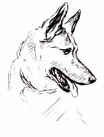 Kleurplaten Deense Dog Duitse Herder Kleurplaat T6qf79uhe9 Bhfk2sbdku