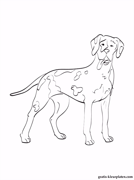 Kleurplaten Deense Dog Kleurplaten Duitse Dog T5zx31sdd1 Vubd44buo5