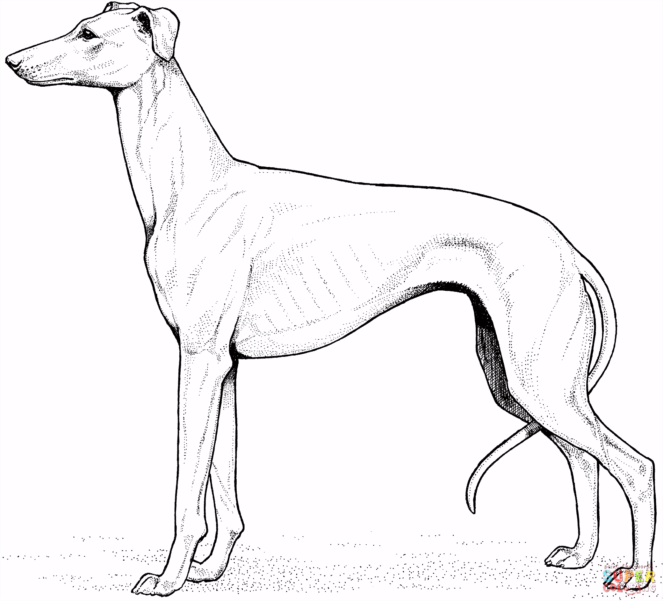 Kleurplaten Deense Dog Whippet Kleurplaat A7ix71gss4 Zvcm2su4g4