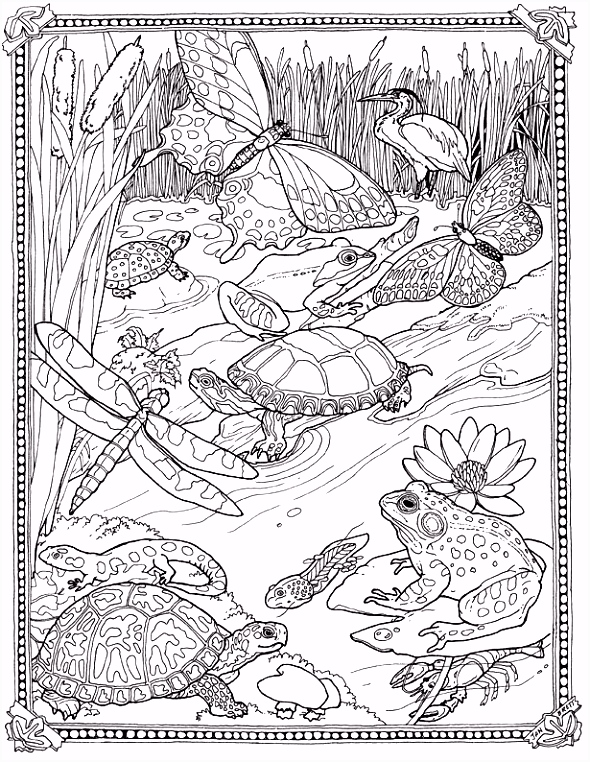 Kleurplaten Fantasie Dieren Jan Brett Free Mossy Coloring Page Lily Pad Pond so Pretty F5oh04vsi8 S5uhh2etg6