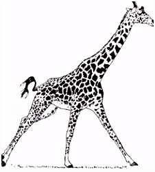 Kleurplaten Giraffe Giraffes 56 Best Images In 2018 D5in76zon3 R5rhu4ivc0