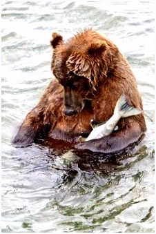 Kleurplaten Grizzy En De Lemmings 2203 Best Wildlife Images On Pinterest D7qh910pc6 F4uumhjcfh
