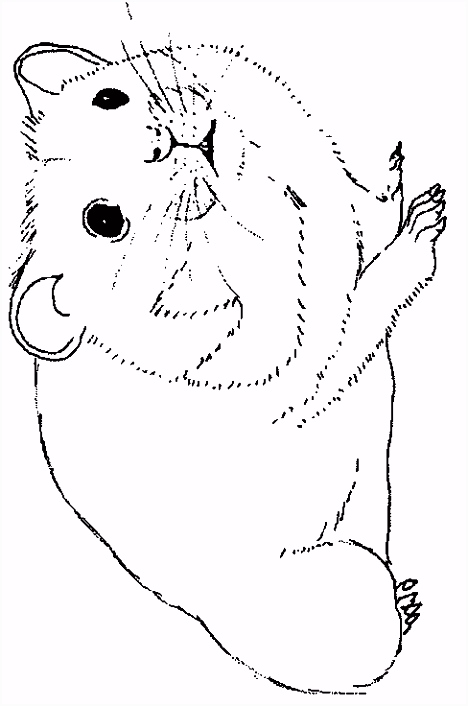 Kleurplaten Hamster Hamster Kleurplaat Hamster Coloring Pages Coloringsuite I7qd75hkm3 Chmtv0hte4