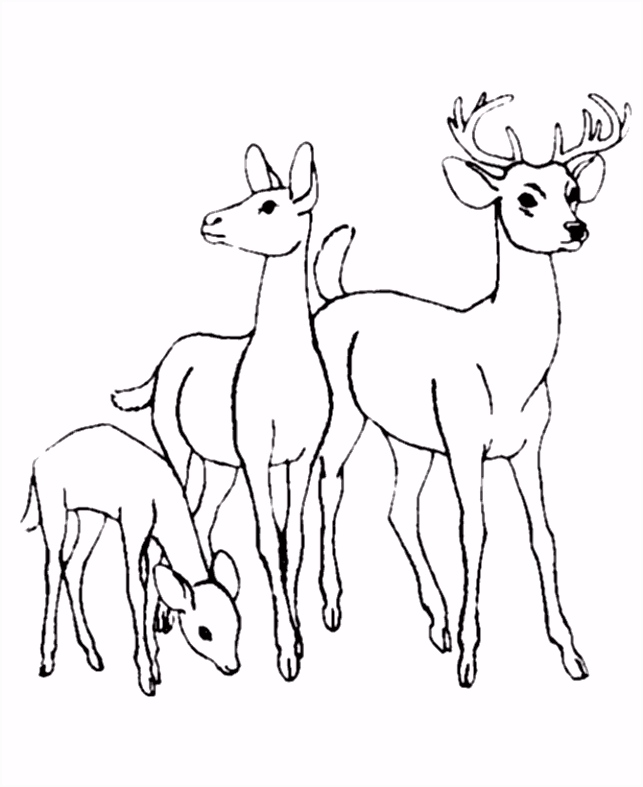 Kleurplaten Hert Deer Family Kleurplaten S5ru53his5 T5xy6uhfdu