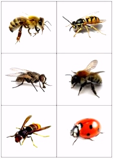 Kleurplaten Insecten 224 Best KukaiÅi Images On Pinterest In 2018 Q7ne27vcb4 Yseu4hqgu6