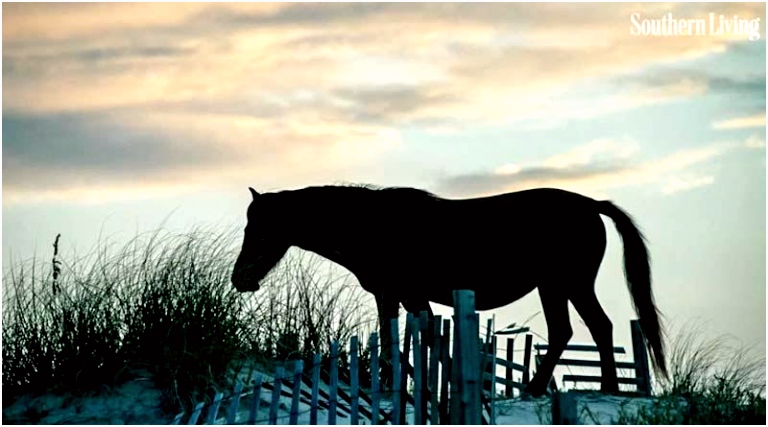 Kleurplaten Kleine Prins Help at Hand for Hurricane Hit Horses In Us Horsetalk B6rt55itn6 V2bu2ssdn4