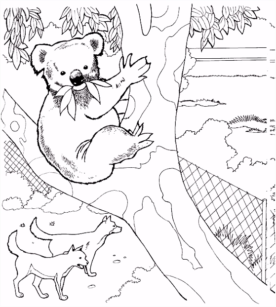 Kleurplaten Koala Beertjes Kleurplaten En Zo Kleurplaat Van Koala Beer Wolven D3oc23ehf7 T5ih55fieh