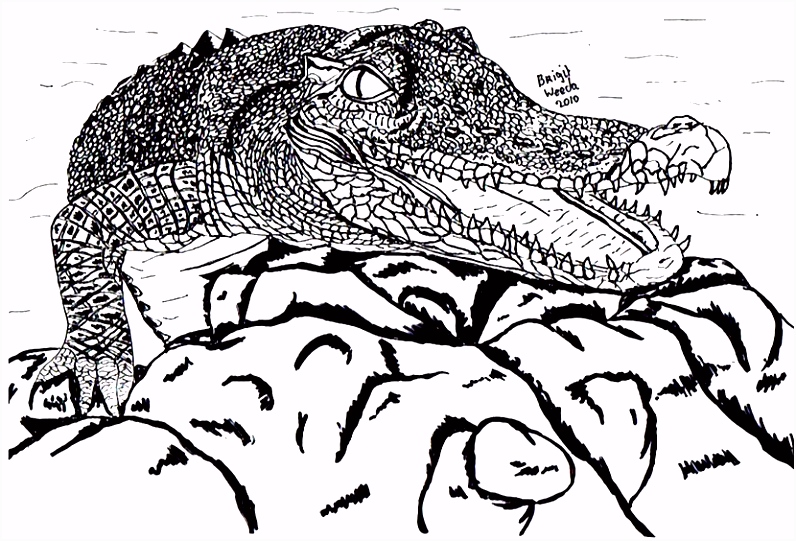 Tekening van een krokodil ekend door Brigit Weeda
