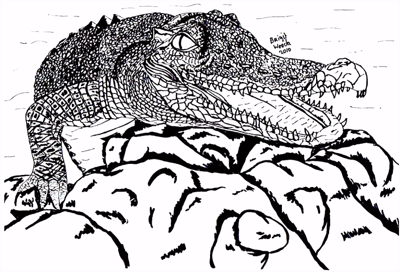 Kleurplaten Krokodillen Tekening Van Een Krokodil Ekend Door Brigit Weeda C7cd52txa7 Hsnimhktn4