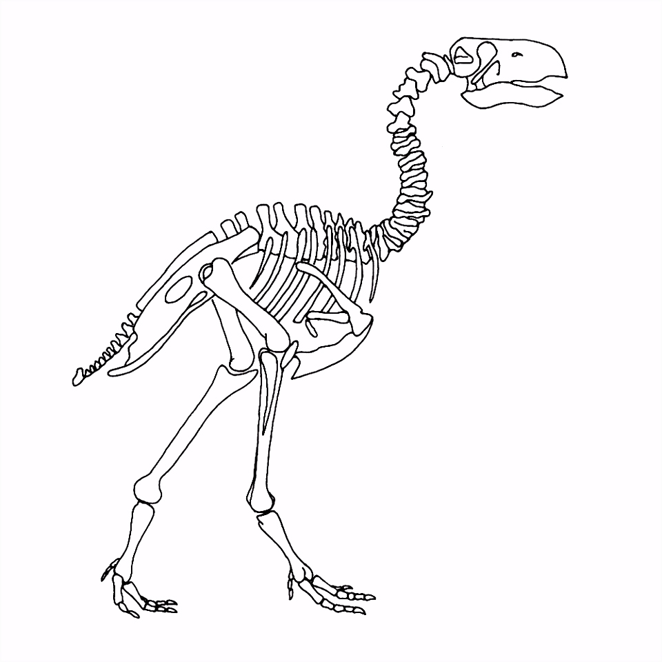 Kleurplaten Platvoet En Zijn Vriendjes Dino Skelet Kleurplaat Google Zoeken thema Dino S P0ik23r4y5 V5yjv6cdq5