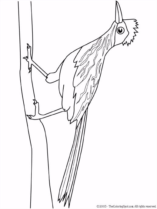 Kleurplaten Roadrunner Kleurplaat Vogels Roadrunner Birds Drawings B3tc73efr7 Pswi26ngy6