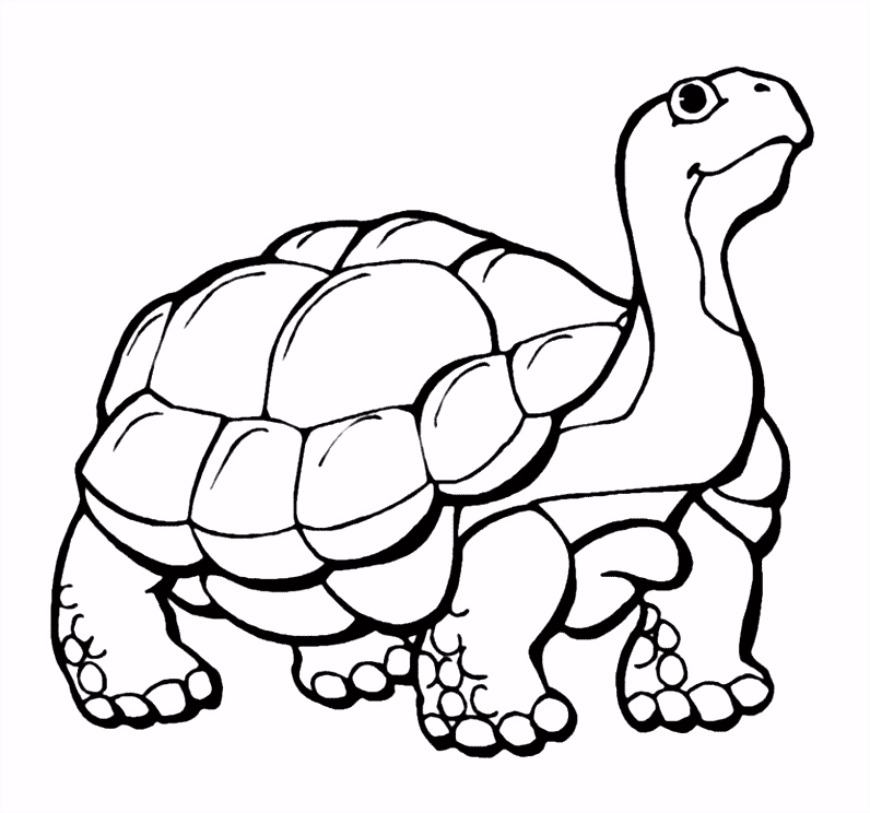 Kleurplaten Schildpad Schildpadden — Vind En Print Bliksemsnel Een Kleurplaat — Ukko X7dx32wxv2 Tmfdv6gxgh