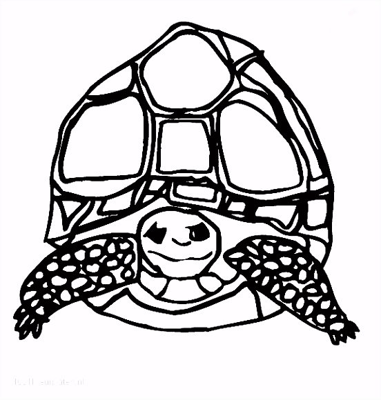 Kleurplaten Schildpadden 1001 Kleurplaten Dieren Schildpad Kleurplaat Schildpad I6dc75rtz5 Zudrmmtefu