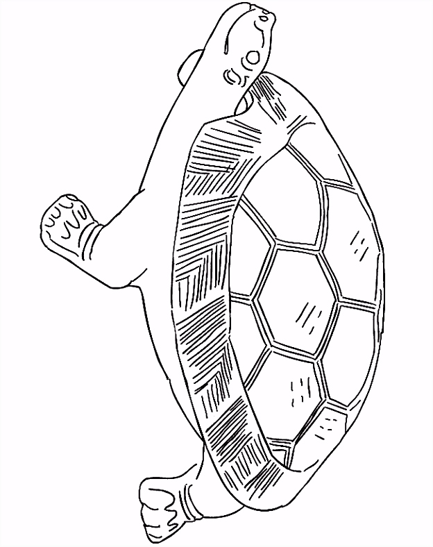 Kleurplaten Schildpadden Kleurplaat Kleurplaat Schildpad 2418 E6is42edj0 Ghdu52mhtv