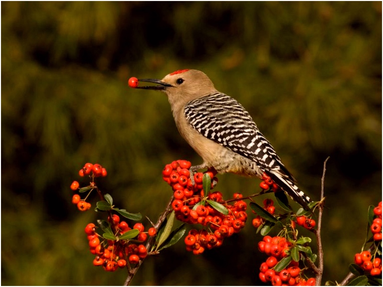 Kleurplaten Woody Woodpecker This Woodpecker Will Drill Into Your Skull and Eat Your Brains—if O3ud21wla6 Tvbq02hld5