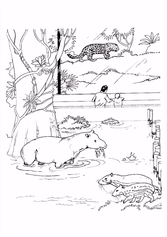 Kleurplaten Zoop Kleurplaat Zoo Rentuin 7126 A1za88htf2 J5yfh6fces
