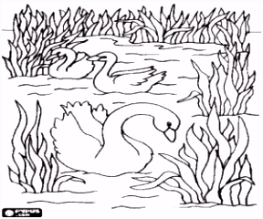 Kleurplaten Zwanen Kleurplaten Vogels Kleurplaat 2 D3uc32tui6 Qsrz44hhf4