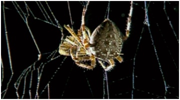 Laat Je Vrienden Schrikken Met Een Springspin Schooltv Micro Monsters In De Klas Kevers G1nk43emf8 P5icsmflyv