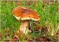 6 Lekkere Slak En Paddestoel