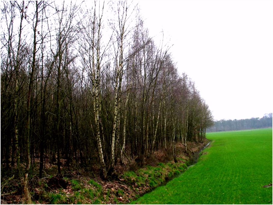 Bos sleutel welke bomen tref je in het bos Bomen herkennen op deze