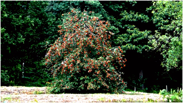 Flora van Nederland Wilde lijsterbes Sorbus aucuparia