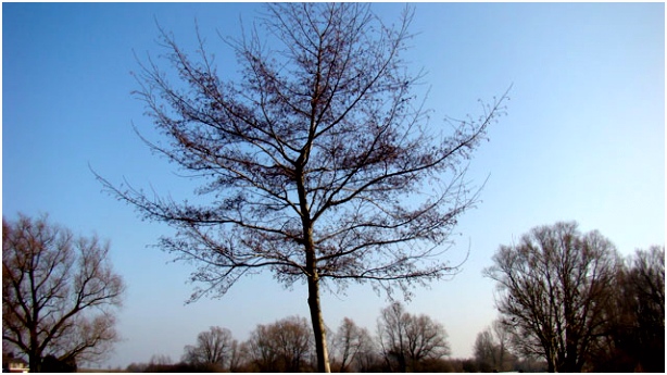 Flora van Nederland Zwarte els Alnus glutinosa