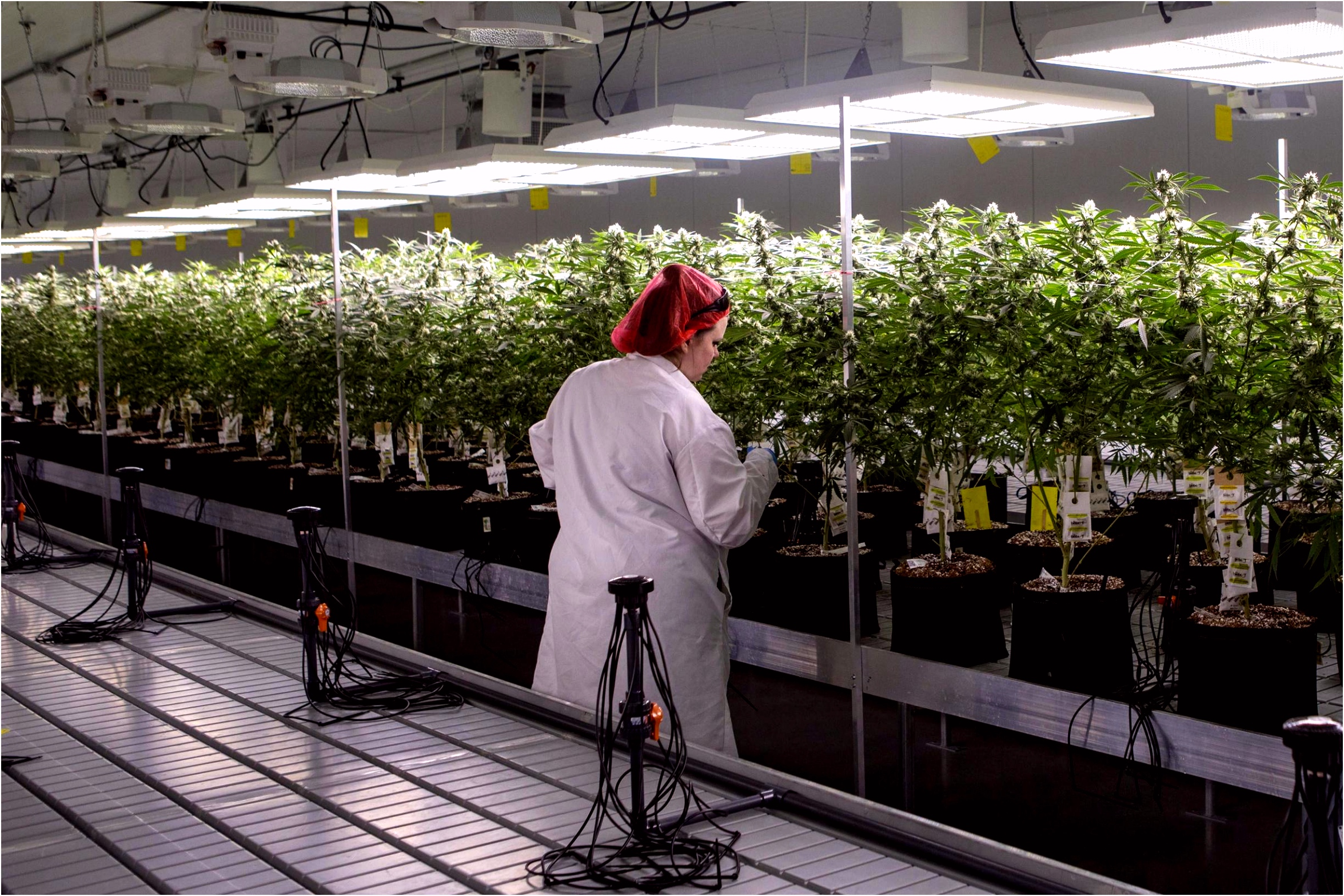 Mijn pati nten hebben recht op cannabis De Standaard