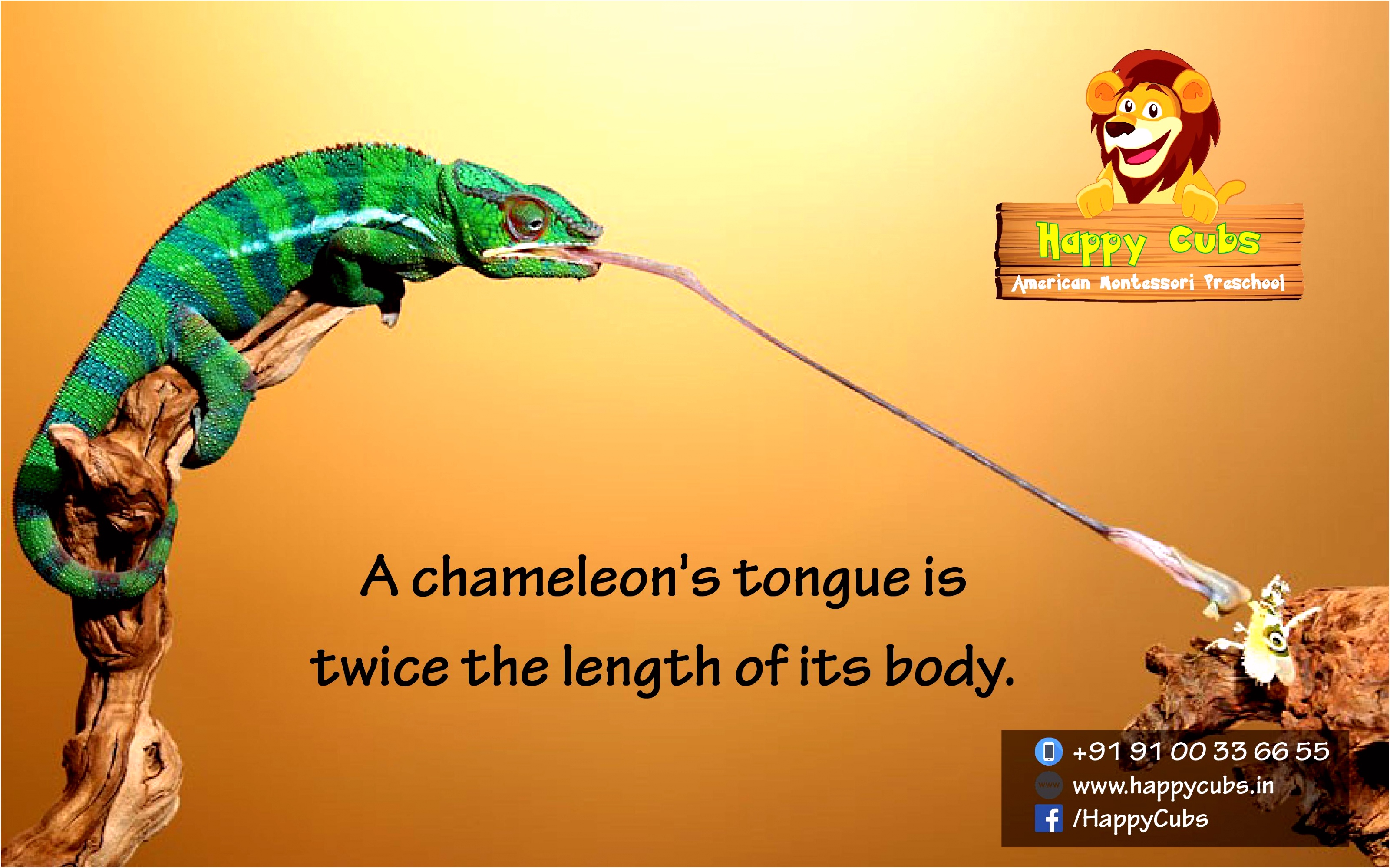 A chameleon s tongue is twice the length of its body Fact TheDay