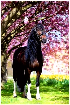 Over Paarden Ezels En Zebras 119 Beste Afbeeldingen Van Barock Pinto Baroque Equine X1te75ulh3 B6mtmhtgi6