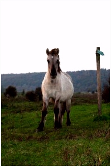Over Paarden Ezels En Zebras 132 Beste Afbeeldingen Van Koniks Deviantart Wild Horses En Wild Y0iv15cta2 Euzk2mwqi5