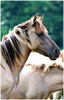 Over Paarden Ezels En Zebras 524 Beste Afbeeldingen Van Konik Paarden In 2018 Horses Animal E2ic39bll3 Ehiy2hoab2