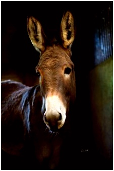 Over Paarden Ezels En Zebras 767 Beste Afbeeldingen Van Ezels In 2018 Horse Horses En Adorable L5it07kyb5 Y0rj24ivtu