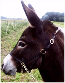 Over Paarden Ezels En Zebras 82 Beste Afbeeldingen Van Donkeys Baby Donkey Cute Donkey En Mini C2qf74bgg8 Thpx55akgu