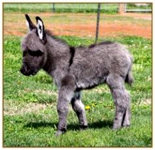 Over Paarden Ezels En Zebras 82 Beste Afbeeldingen Van Donkeys Baby Donkey Cute Donkey En Mini C5oo60bub3 Nhzvs2uaj6