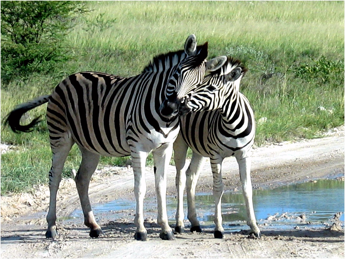 Over Paarden Ezels En Zebras Paardachtigen T2tq13szj6 Mmpw22ozvu