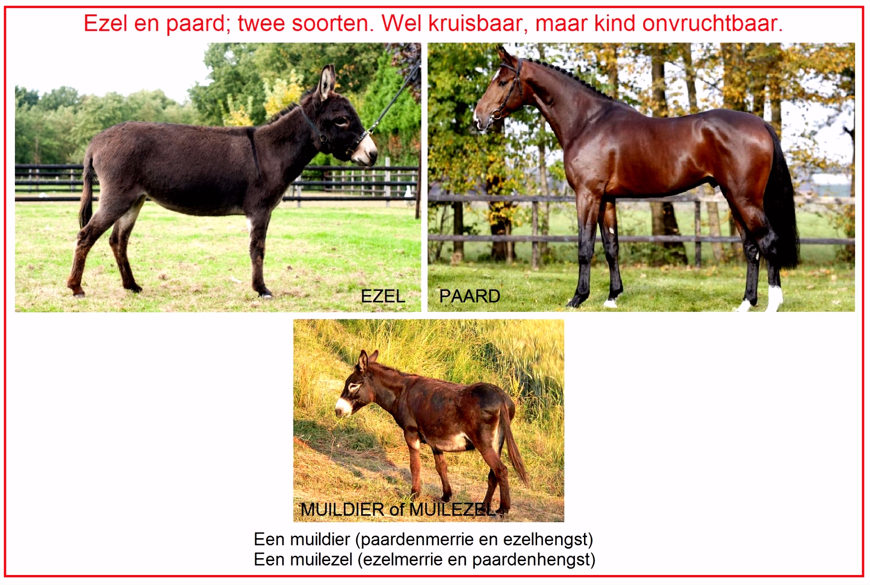Over Paarden Ezels En Zebras soort Z6pv35tkc3 Jueluuvdu2