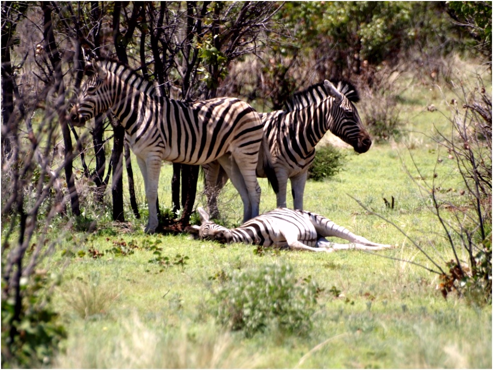 Over Paarden Ezels En Zebras Zebra C6rt23xyb8 I5td25j5eu
