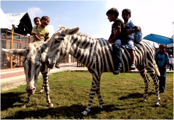 Over Paarden Ezels En Zebras Zebra S Dood In Zoo Gaza Dan Maar Strepen Geverfd Op Ezels H6rs63eaf1 Ymwk55vih2